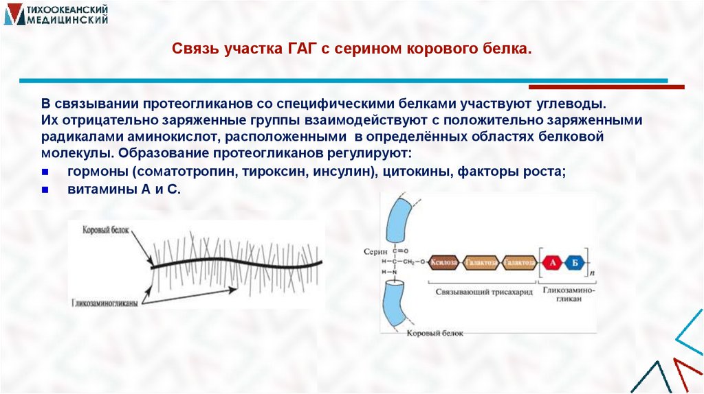 Связь участка ГАГ с серином корового белка.