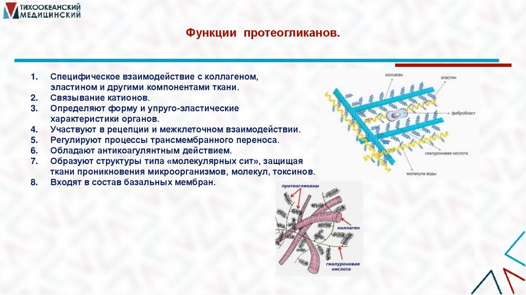 Функции протеогликанов.