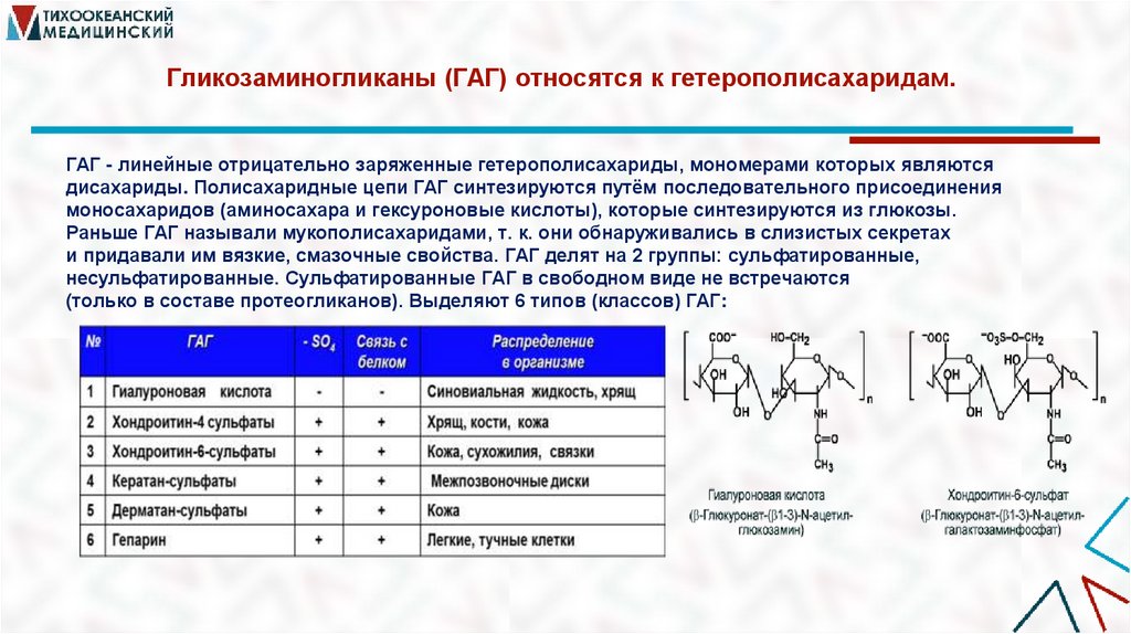 Гликозаминогликаны (ГАГ) относятся к гетерополисахаридам. 