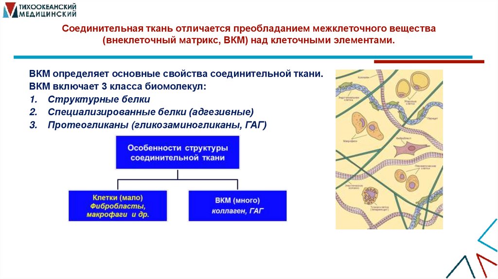 Соединительная ткань отличается преобладанием межклеточного вещества (внеклеточный матрикс, ВКМ) над клеточными элементами.