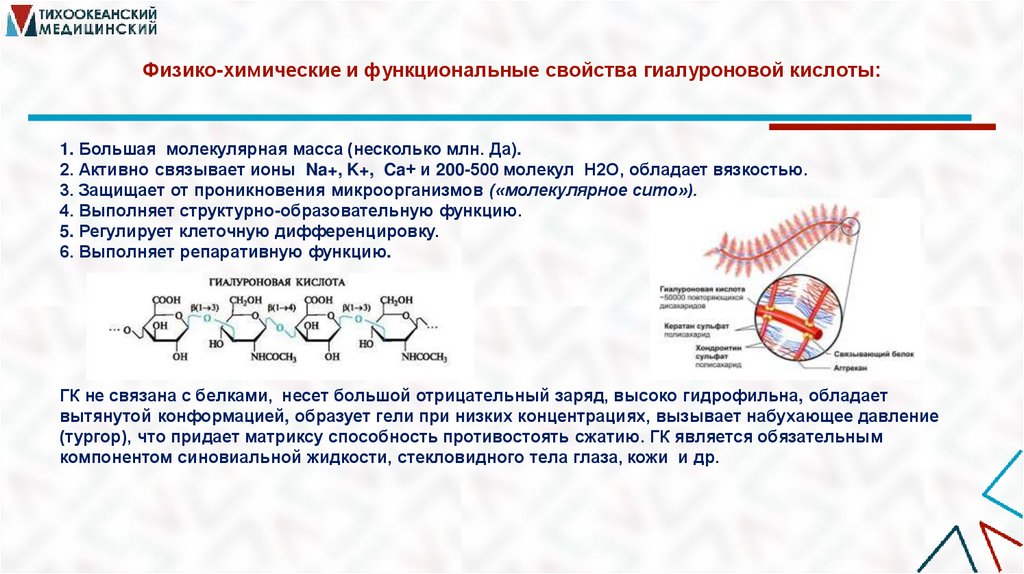 Физико-химические и функциональные свойства гиалуроновой кислоты: