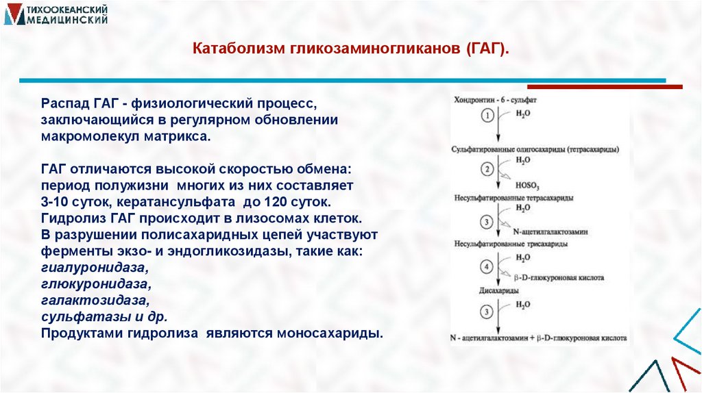 Катаболизм гликозаминогликанов (ГАГ).