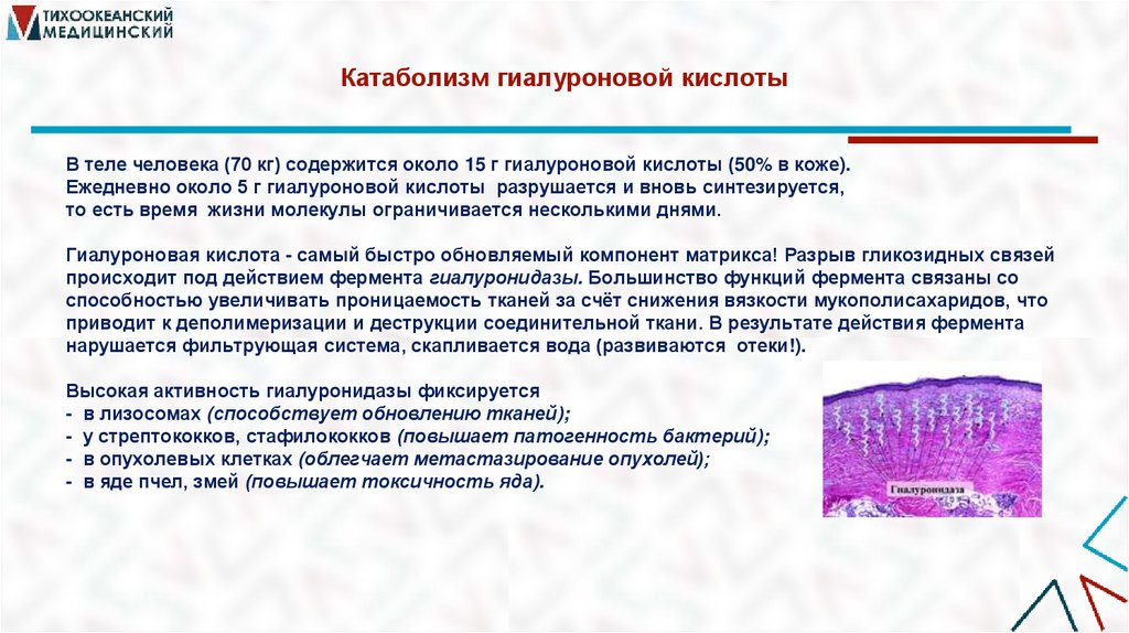 Катаболизм гиалуроновой кислоты