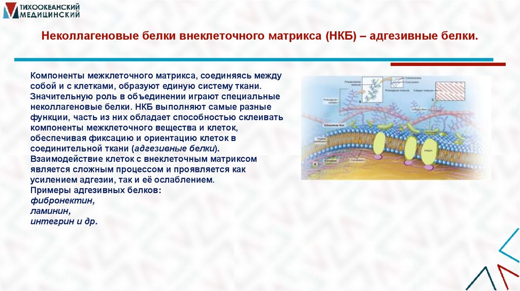 Неколлагеновые белки внеклеточного матрикса (НКБ) – адгезивные белки.