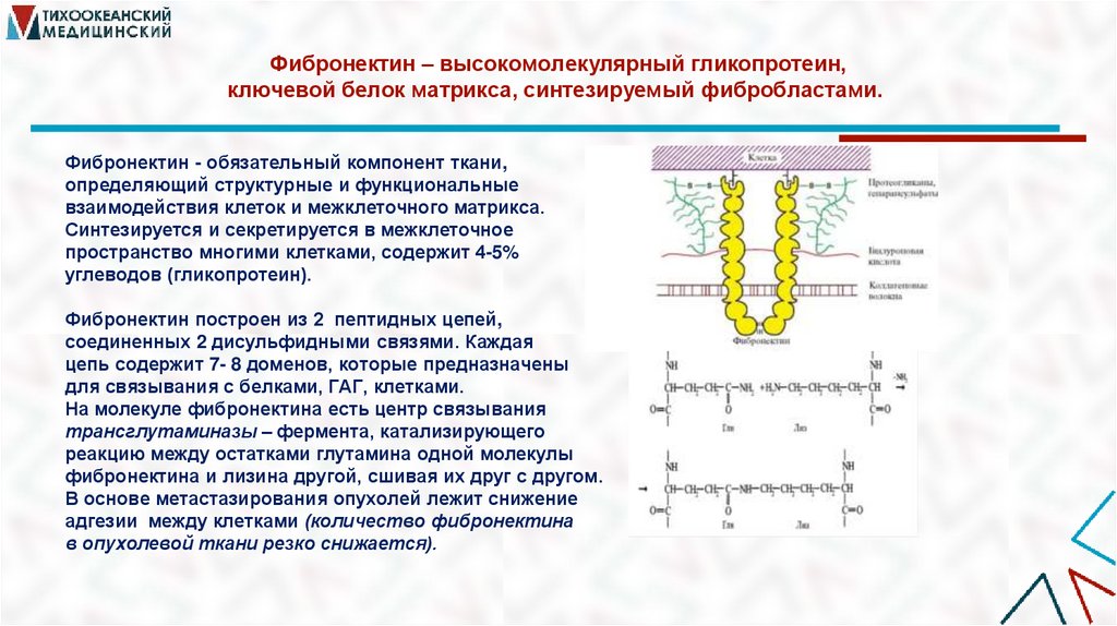 Фибронектин – высокомолекулярный гликопротеин, ключевой белок матрикса, синтезируемый фибробластами. 