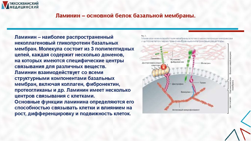 Ламинин – основной белок базальной мембраны.