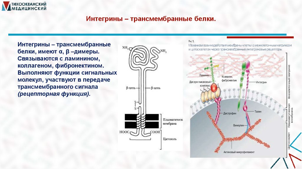 Интегрины – трансмембранные белки.