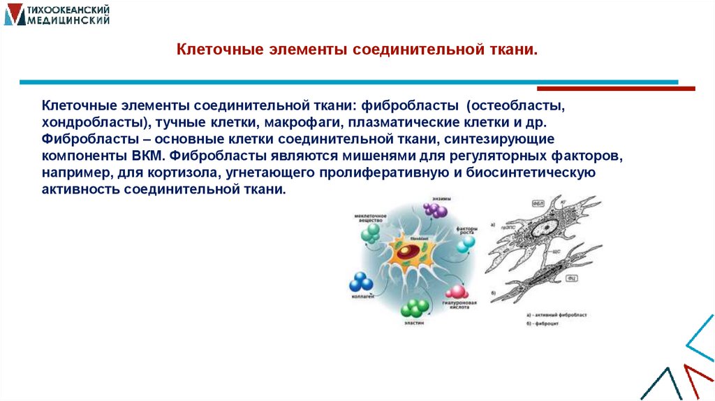 Клеточные элементы соединительной ткани.