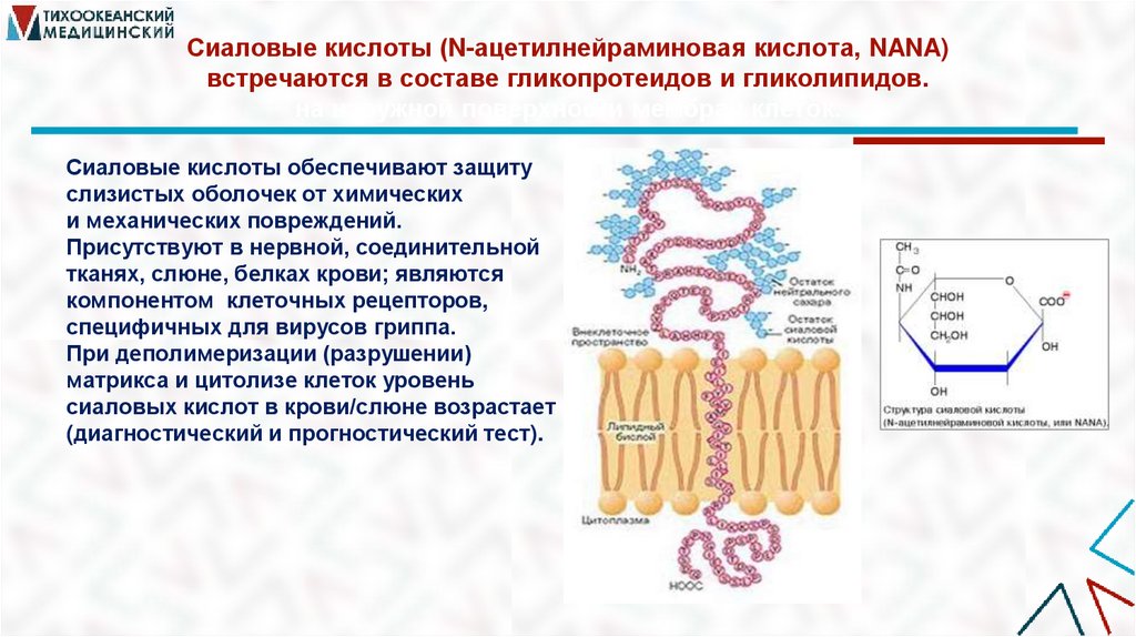 Сиаловые кислоты (N-ацетилнейраминовая кислота, NANA) встречаются в составе гликопротеидов и гликолипидов. на наружной