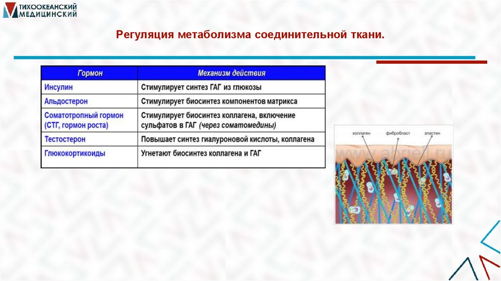 Регуляция метаболизма соединительной ткани.
