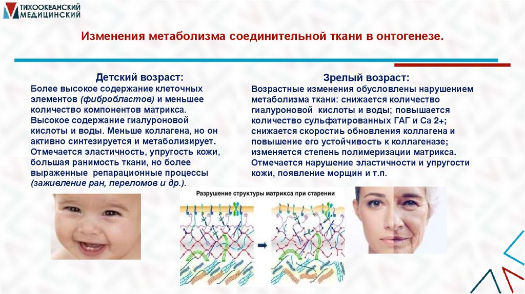 Изменения метаболизма соединительной ткани в онтогенезе.