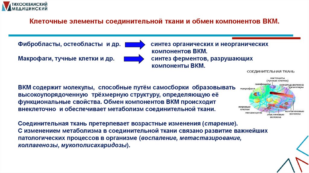 Клеточные элементы соединительной ткани и обмен компонентов ВКМ.