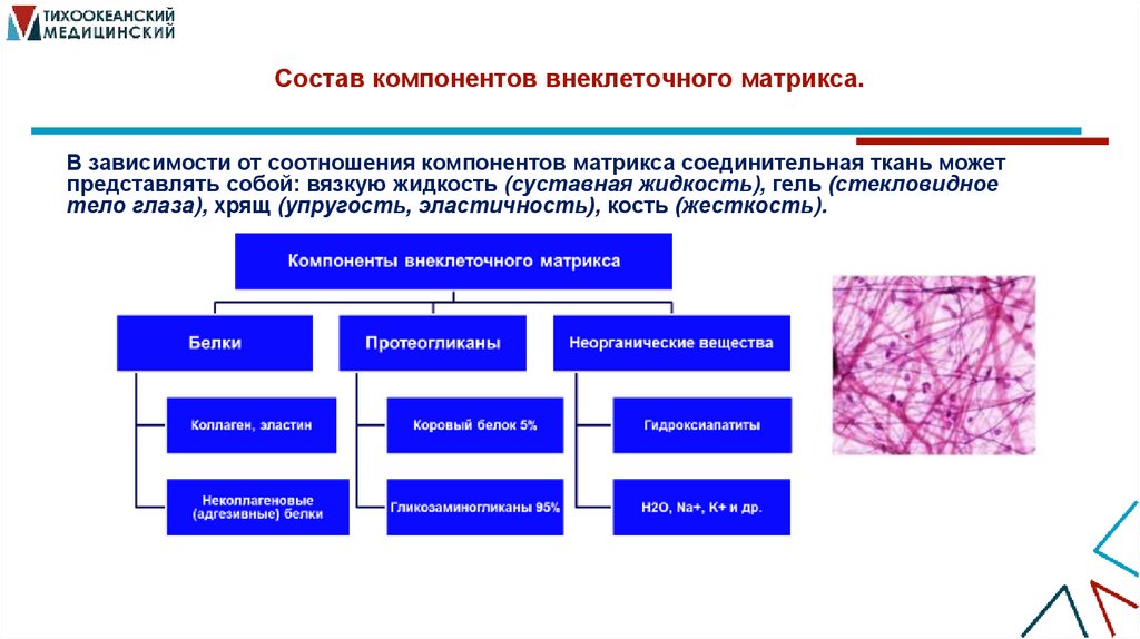 Состав компонентов внеклеточного матрикса.