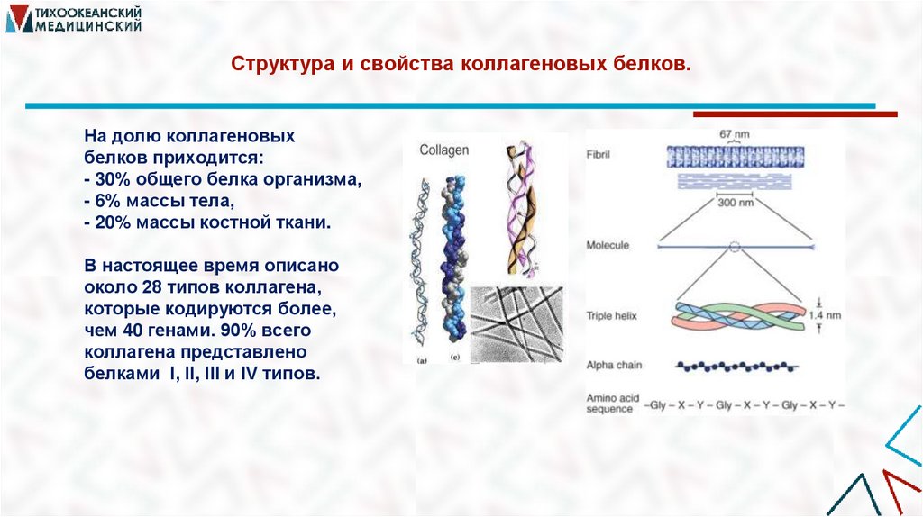Структура и свойства коллагеновых белков.