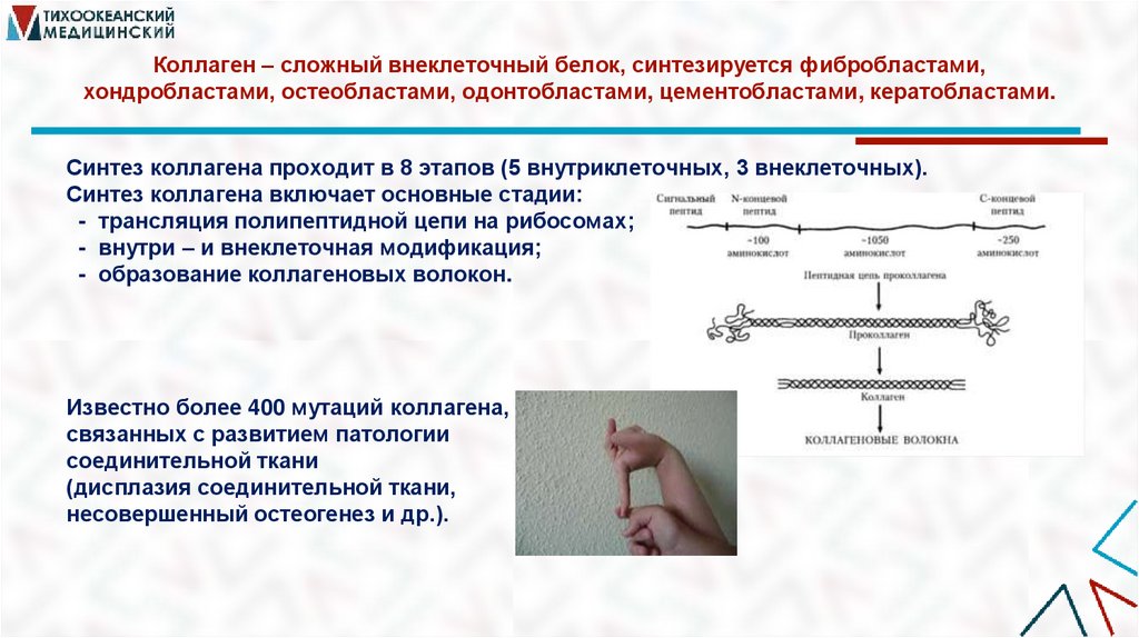Коллаген – сложный внеклеточный белок, синтезируется фибробластами, хондробластами, остеобластами, одонтобластами,