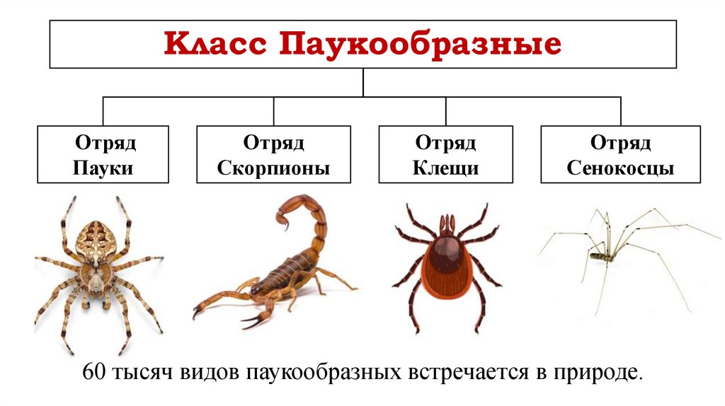 Класс Паукообразные