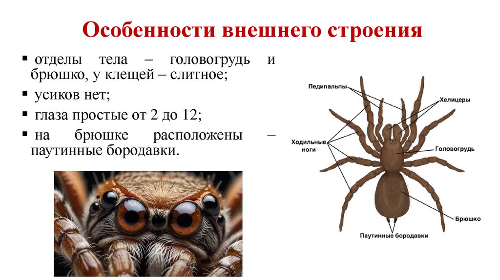 Особенности внешнего строения