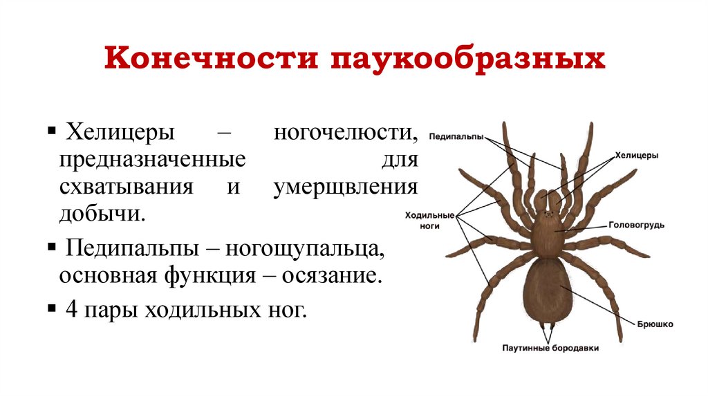 Конечности паукообразных