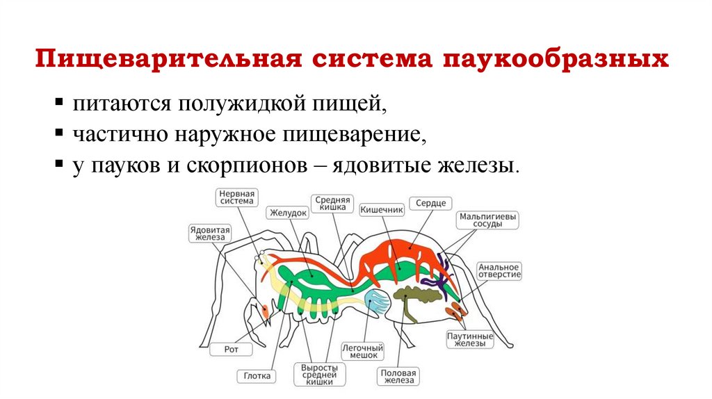 Пищеварительная система паукообразных