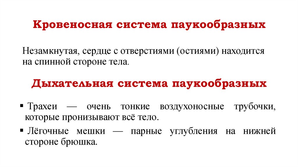 Кровеносная система паукообразных