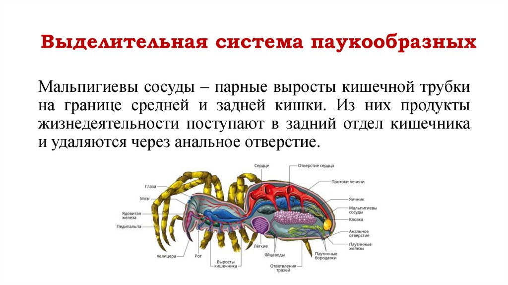 Выделительная система паукообразных