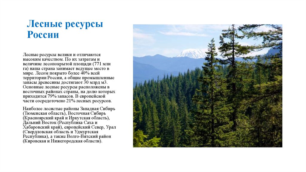 Лесные ресурсы России