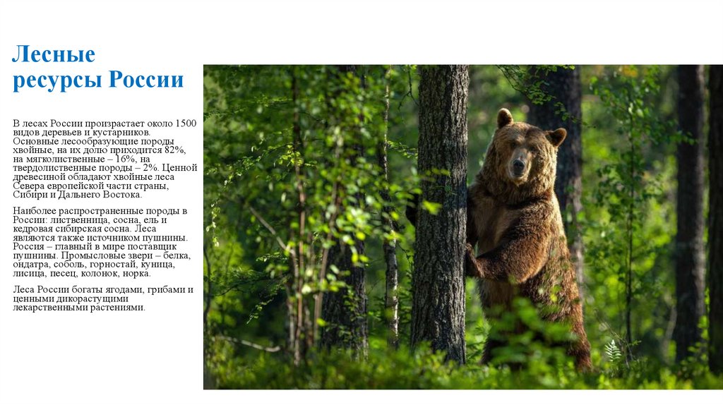 Лесные ресурсы России