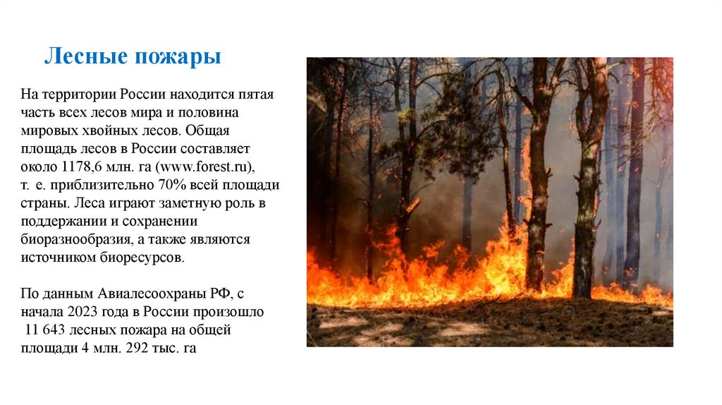 Лесные пожары