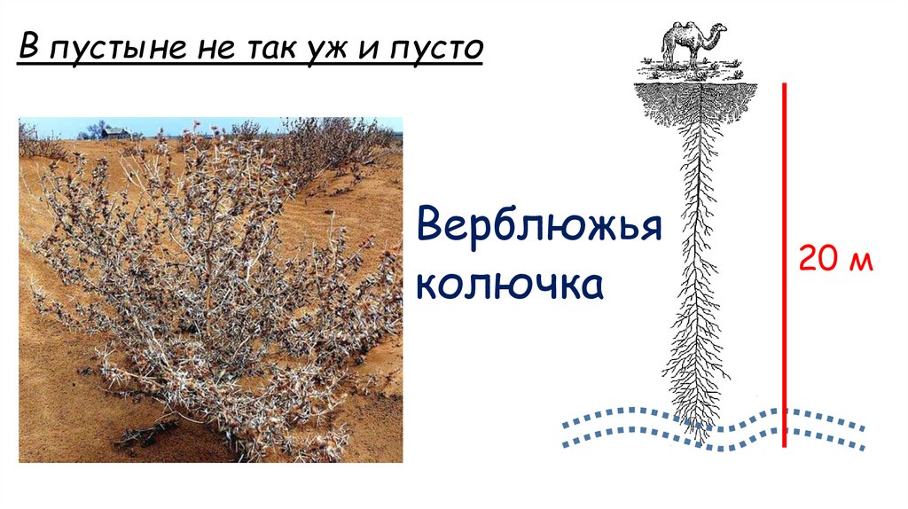 В пустыне не так уж и пусто