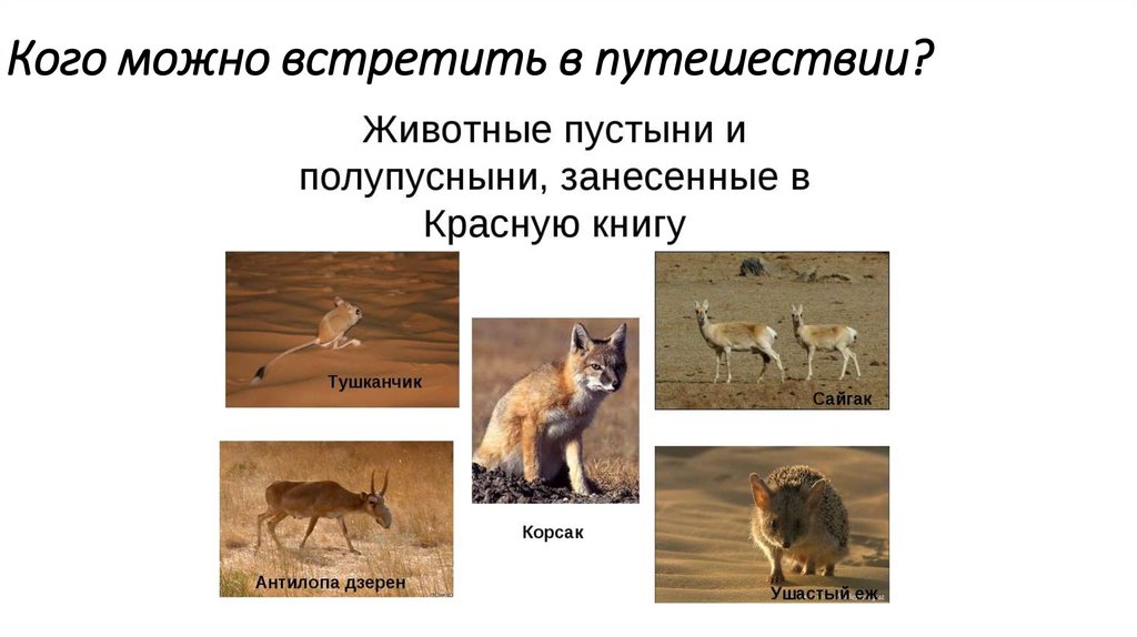 Кого можно встретить в путешествии?