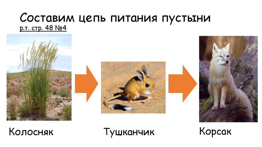 Составим цепь питания пустыни р.т. стр. 48 №4