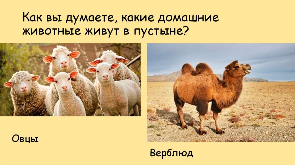Как вы думаете, какие домашние животные живут в пустыне?