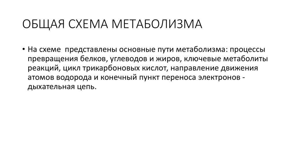ОБЩАЯ СХЕМА МЕТАБОЛИЗМА