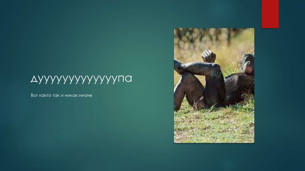 дууууууууууууупа