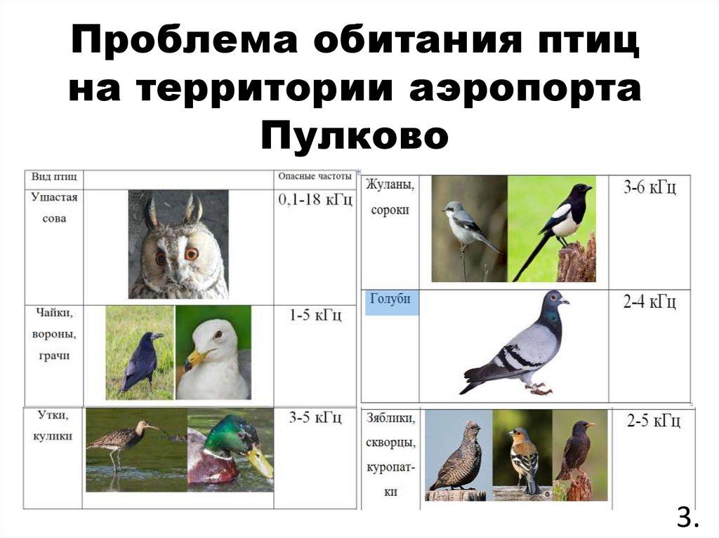 Проблема обитания птиц на территории аэропорта Пулково