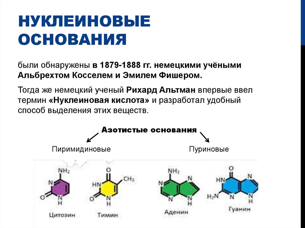 Нуклеиновые основания