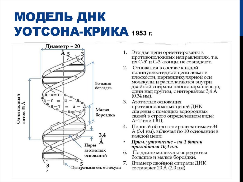 Модель днк Уотсона-крика