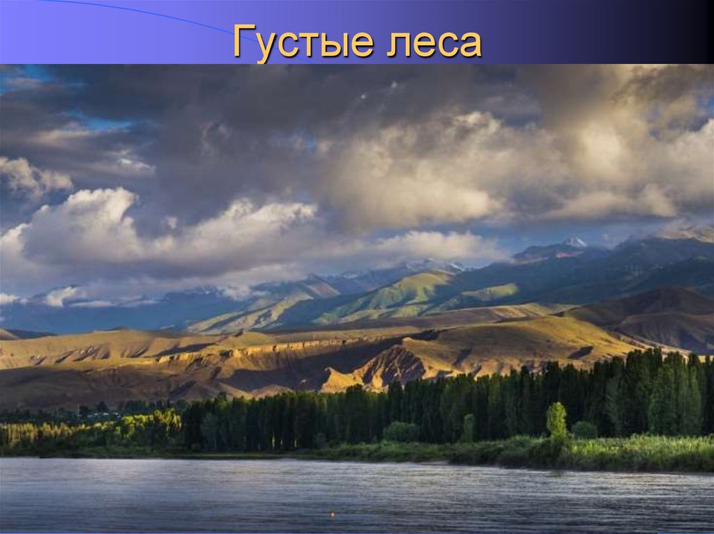 Густые леса