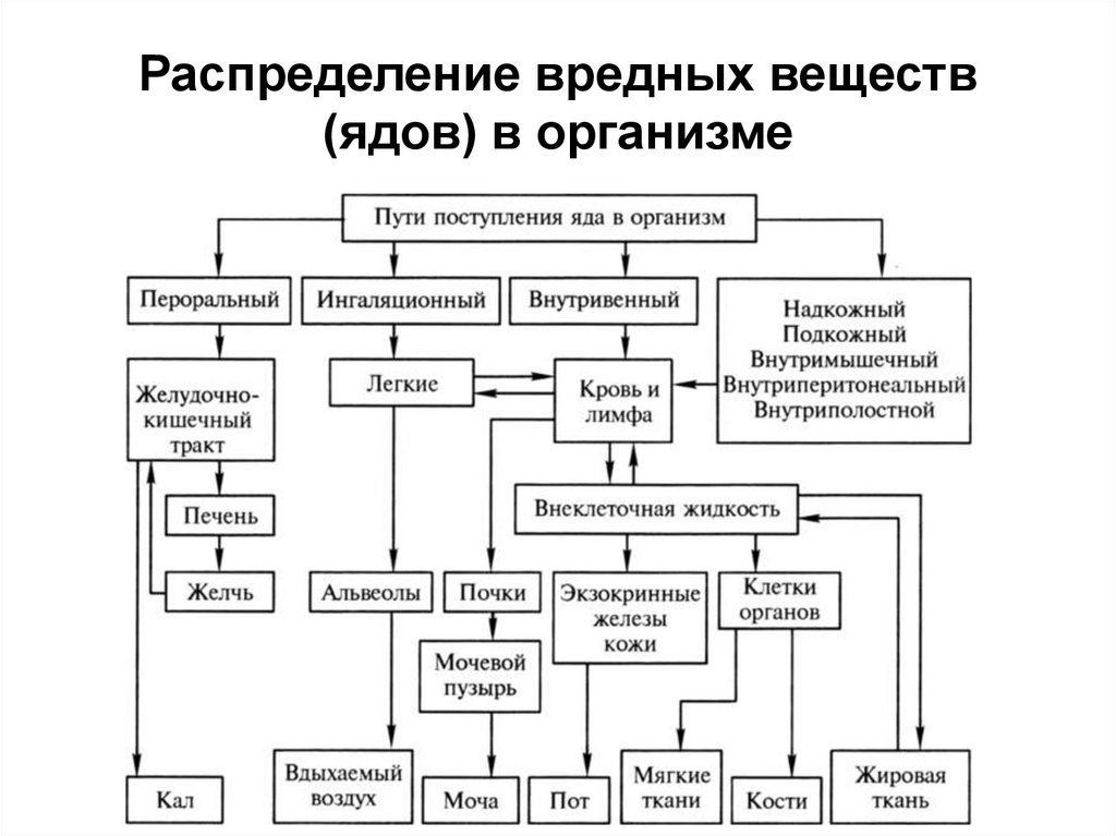 Распределение вредных веществ (ядов) в организме