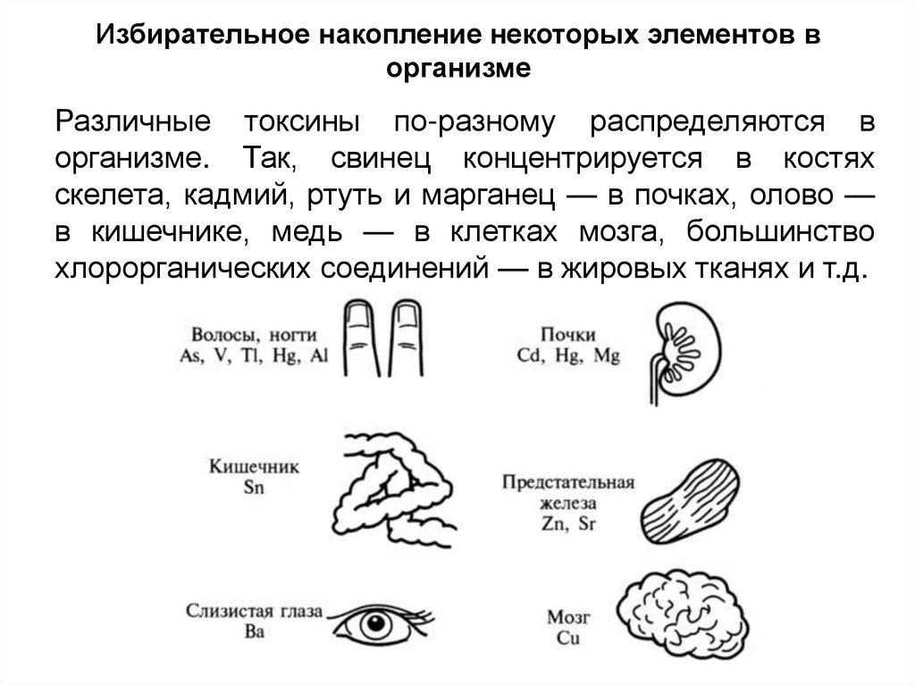 Избирательное накопление некоторых элементов в организме