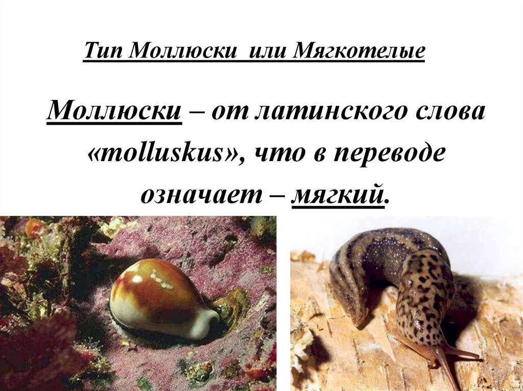 Тип Моллюски или Мягкотелые