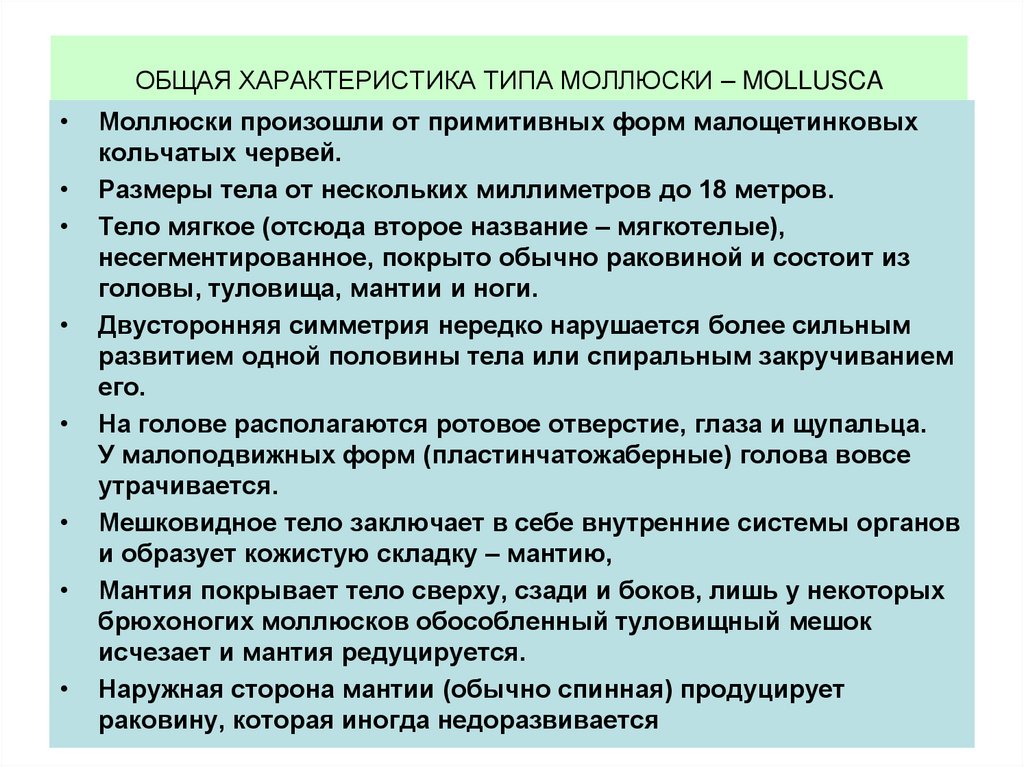 ОБЩАЯ ХАРАКТЕРИСТИКА ТИПА МОЛЛЮСКИ – MOLLUSCA