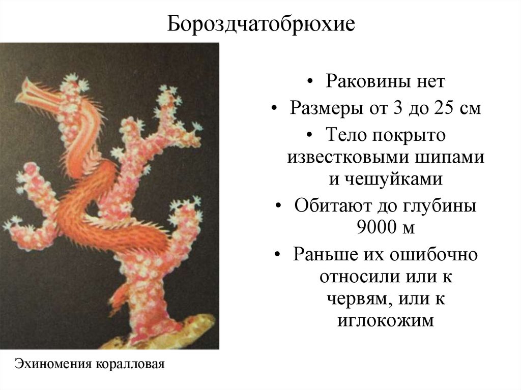 Бороздчатобрюхие