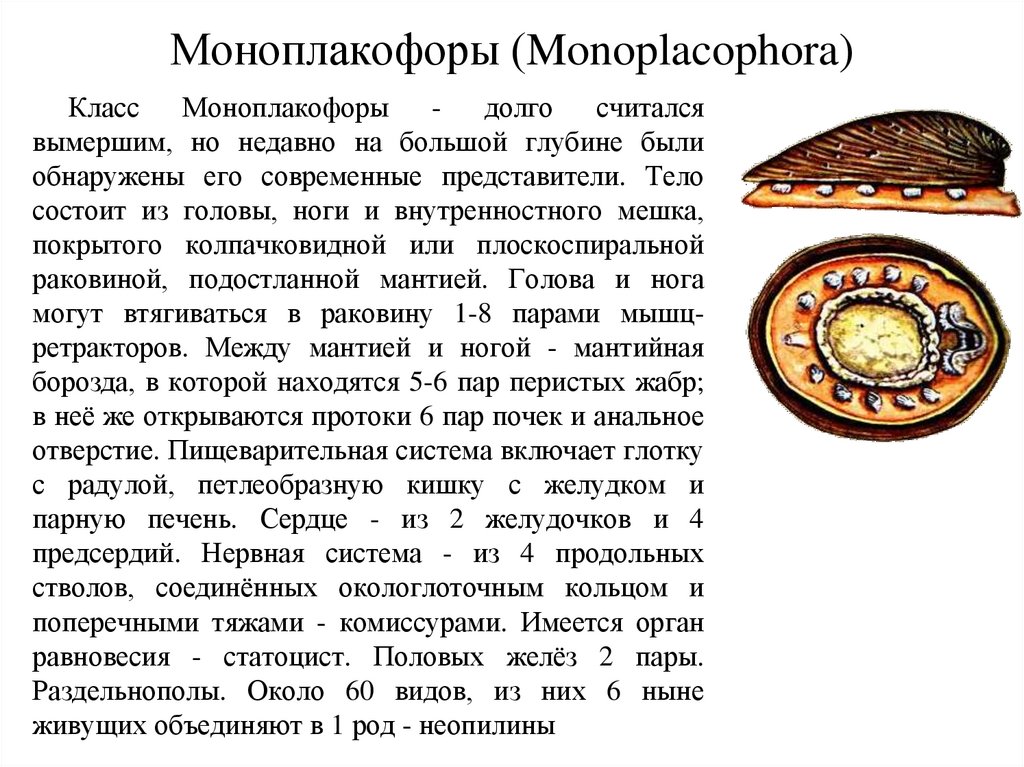 Моноплакофоры (Monoplacophora)