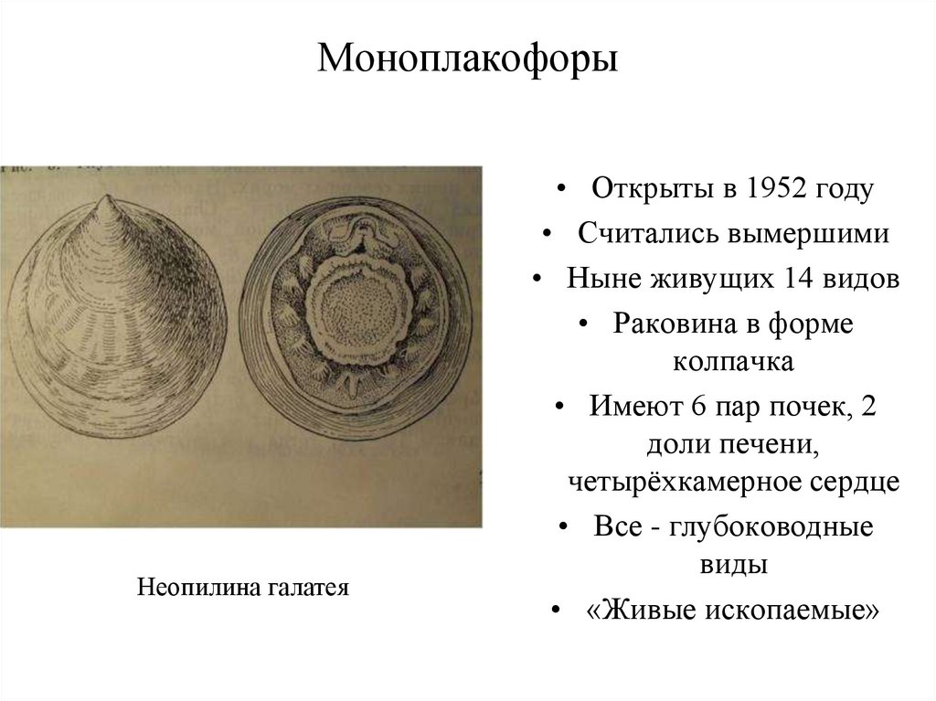 Моноплакофоры