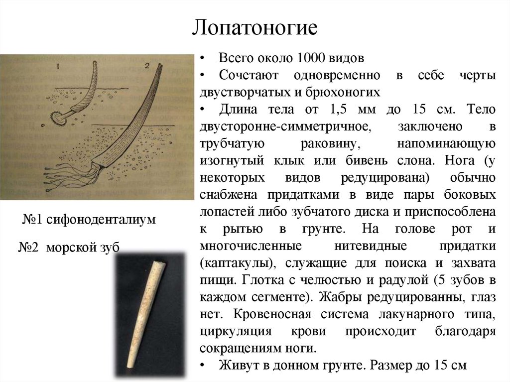 Лопатоногие