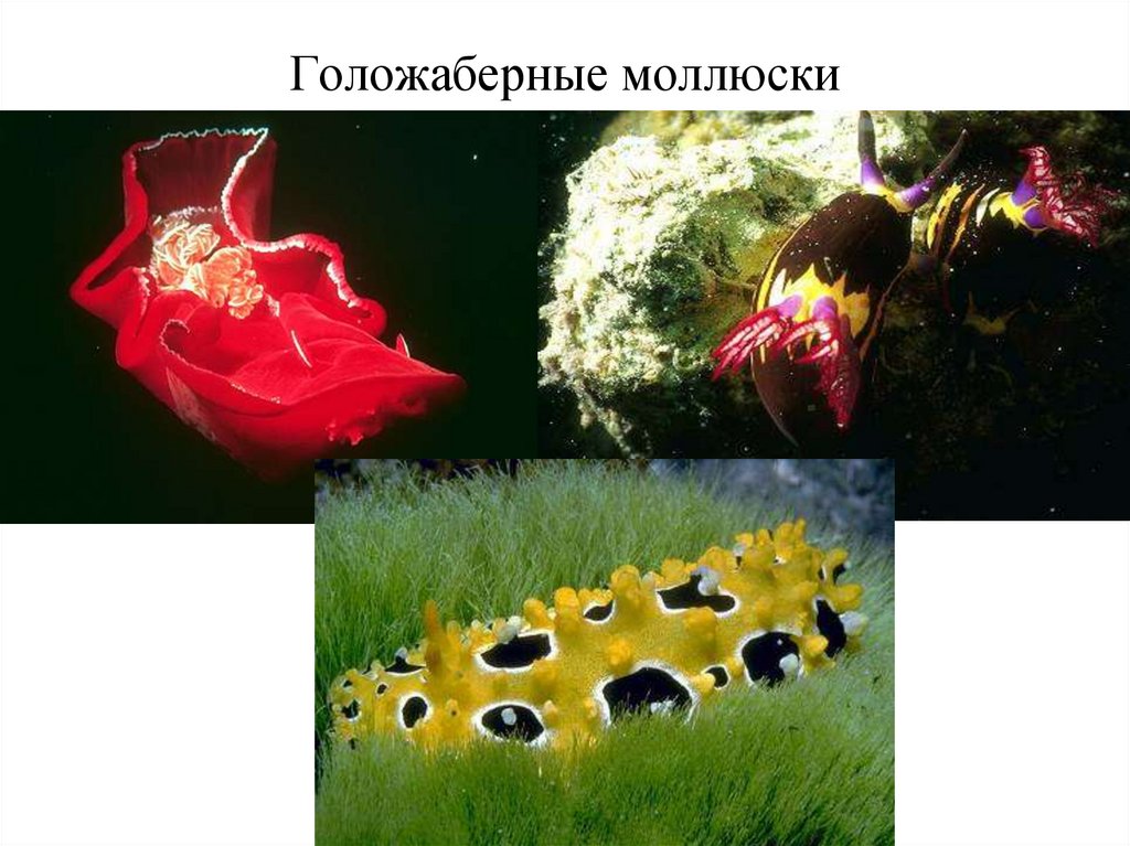 Голожаберные моллюски