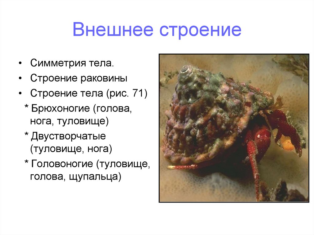 Внешнее строение