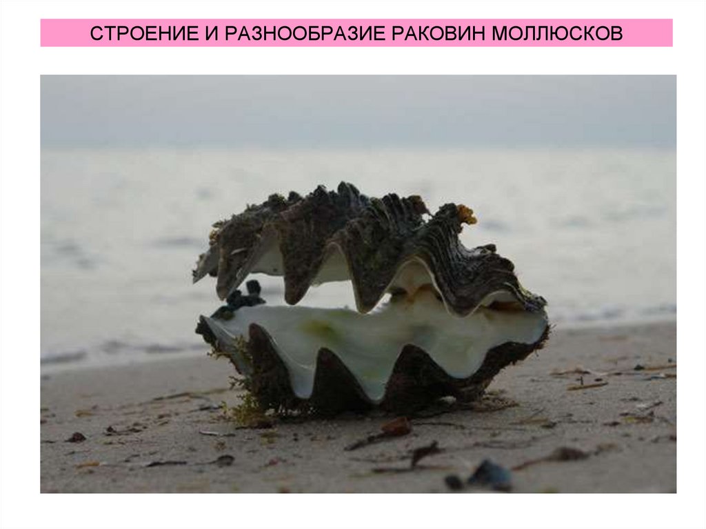 СТРОЕНИЕ И РАЗНООБРАЗИЕ РАКОВИН МОЛЛЮСКОВ