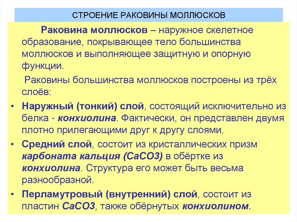 СТРОЕНИЕ РАКОВИНЫ МОЛЛЮСКОВ